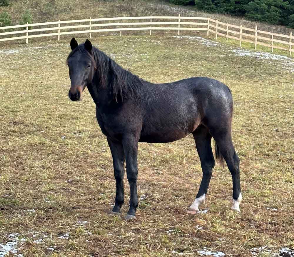 2-year-old-morgan-colt-for-sale-nelson-bc