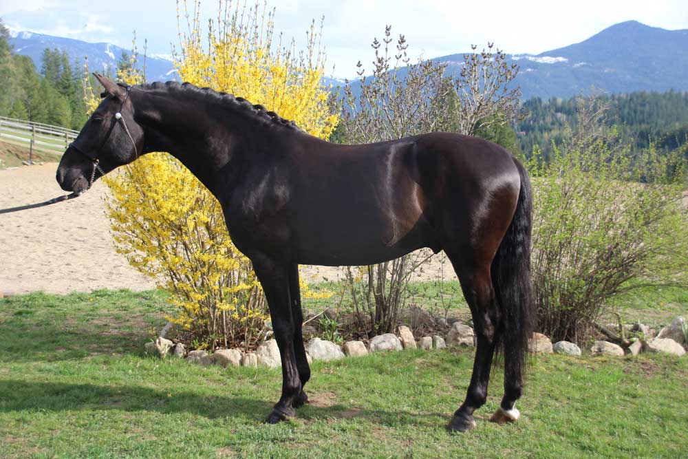 horse for sale in nelson bc
