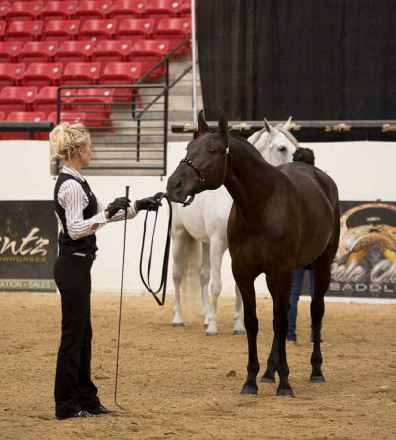 renee-phillips-horse-showing-training-nelson-bc
