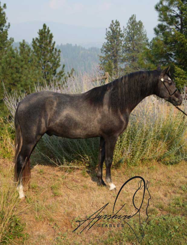 2-year-old-grey-andalusian-gelding-for-sale-nelson-bc