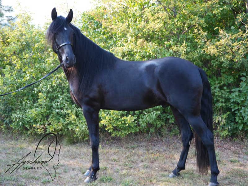 3-year-old-andalusian-gelding-for-sale-nelson-bc